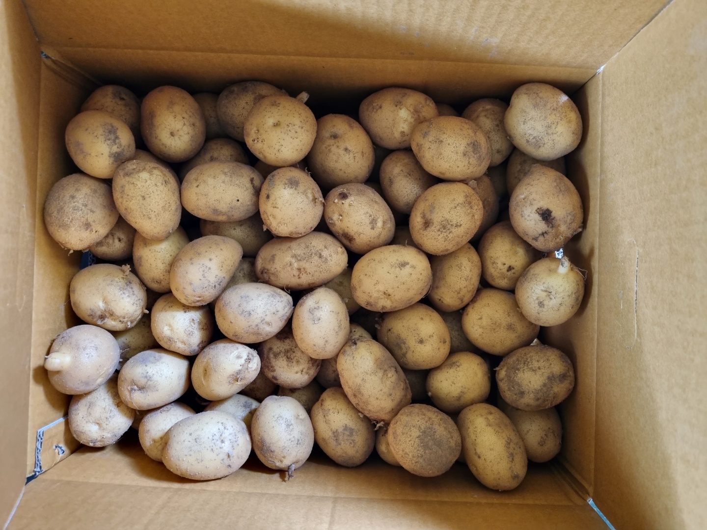 [샘골농원] 보현산 밤맛 감자 10kg~11kg (사이즈 중)