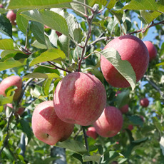 [아람농원] 사과 5kg 16과~26과이내