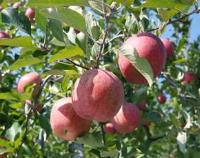 [아람농원] 사과 5kg 13과~23과